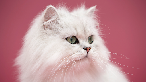 Paws for Thought Cattery