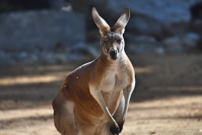 Kangaroo Habitat