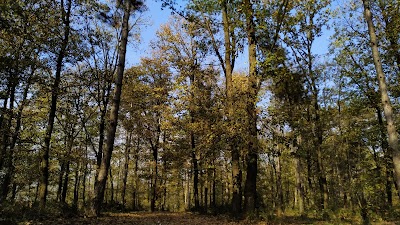 Sakarya İl Ormanı Tabiat parkı konakları