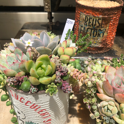 Succulent Shop 3104 多肉植物販売