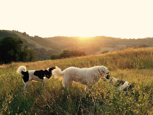 Animals First Holistic Veterinary Services - Dr. Lori Blankenship - Thumbnail