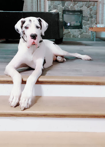 Paws at Rest Gallery - United States