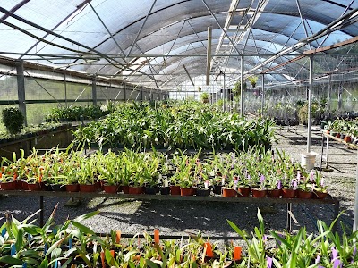 Photos of Orchids Mackay