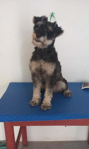 Oddy pet's veterinaria