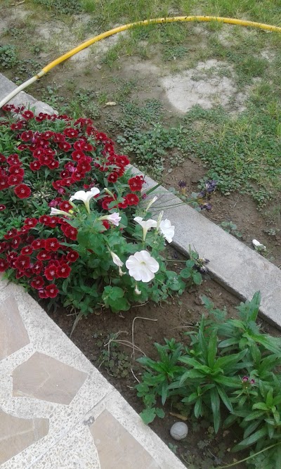 Photos of Shar