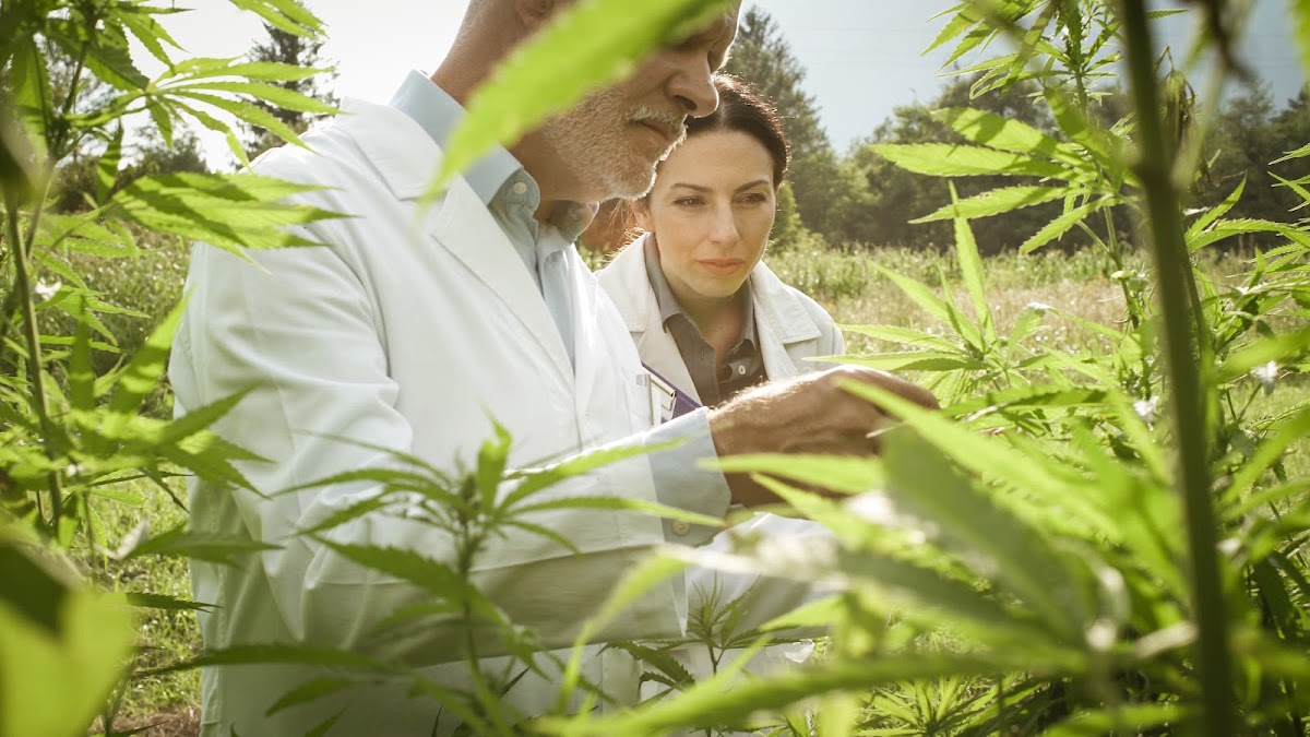 The Botanical Garden - CBD Oil Suppliers UK