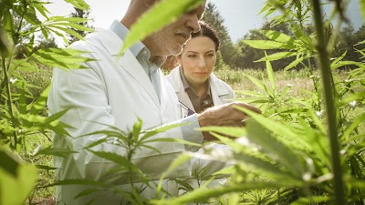 The Botanical Garden - CBD Oil Suppliers UK