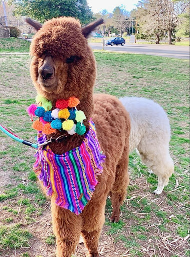 My Pet Alpaca - Thumbnail