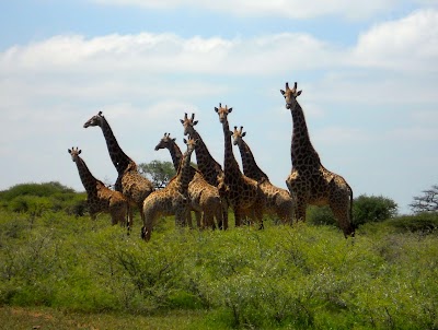 Photos of Unzwa Safaris