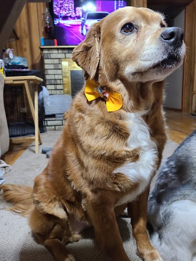 Pawly's LLC