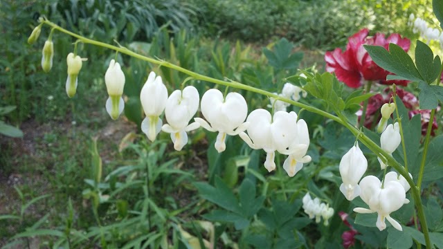 서후리숲