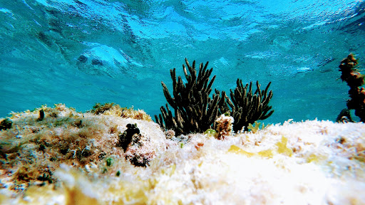 LIVE THE EXPERIENCE WITH US PUERTO MORELOS