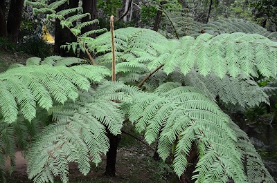 Photos of Hakgala Botanical Gardens