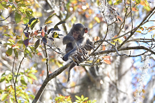 Monkey place - Visual