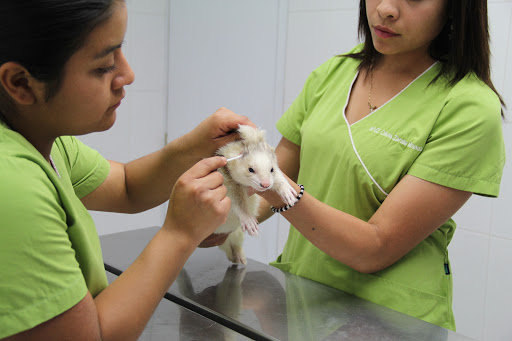 Pascal Hospital Veterinario Y Estética Canina