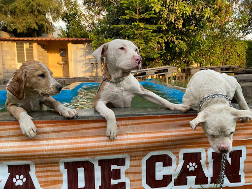 Pata de Can