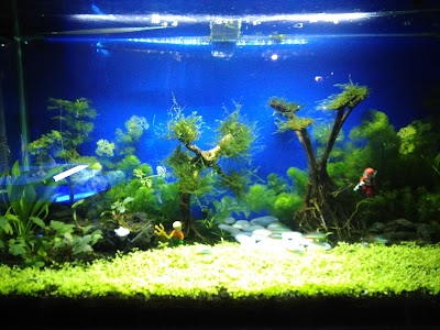 Photos of Nurbasa Aquarium