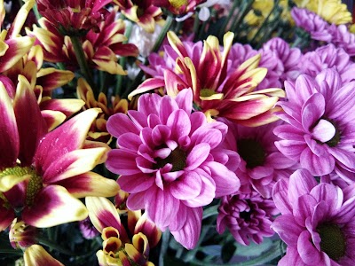 Photos of Sridara Florist 2
