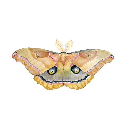 Silkworm Studio - Visual