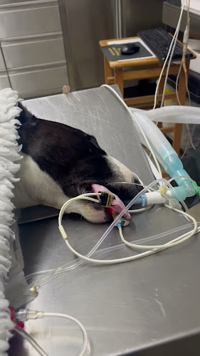 HVMG - Hospital Veterinário da Marinha Grande Horário de abertura