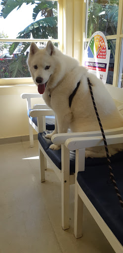 Collaroy Veterinary Hospital - Thumbnail