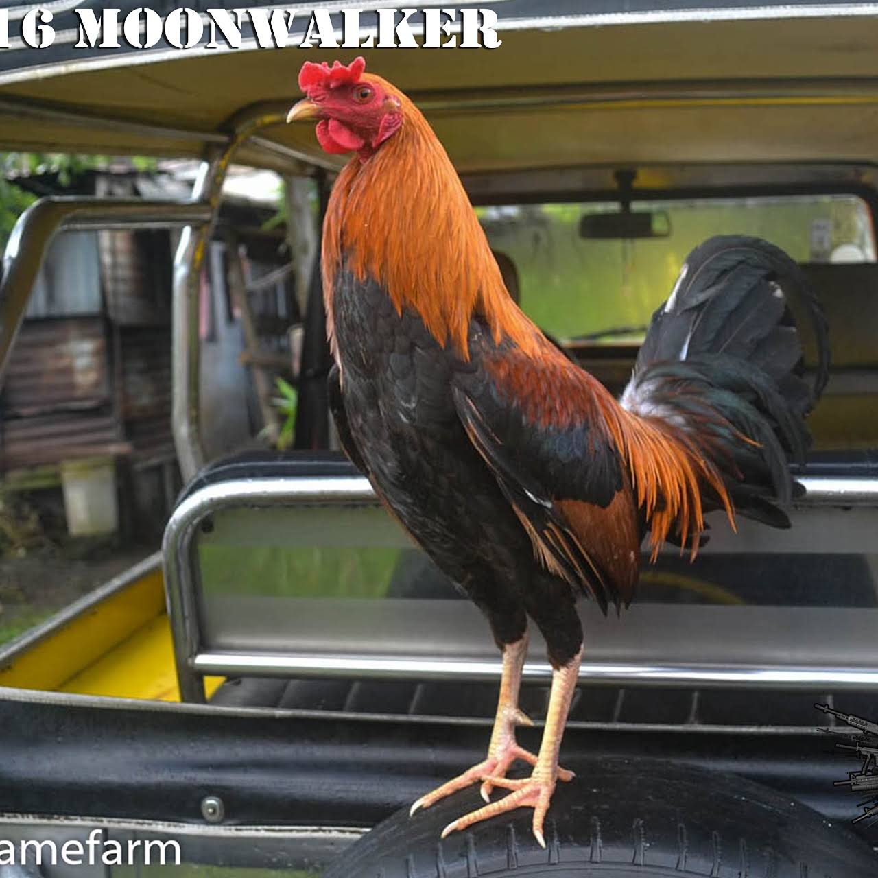 M 16 Gamefarm Affordable Yet Quality Warriors