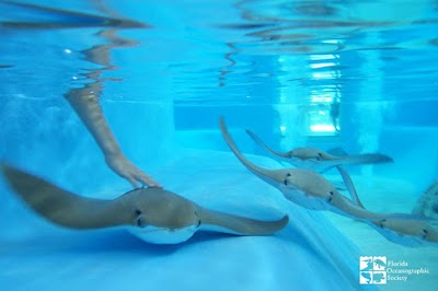 Florida Oceanographic Coastal Center