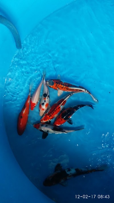 Photos of 'ArasyKoi Fish & Farm
