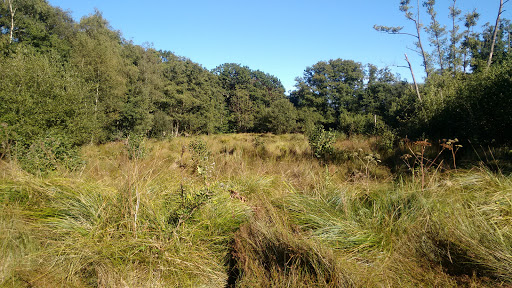 Thundry Meadows - Thumbnail