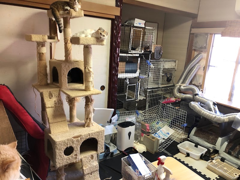 おでスコティッシュフォールドの子猫ブリーダーっす！