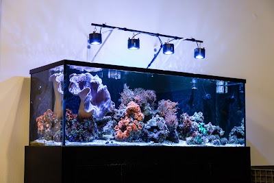 California Custom Aquariums