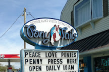 Pony Tails, Chincoteague Island, United States