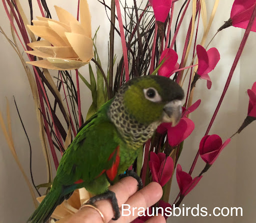 Braun's Birds - Thumbnail