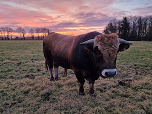 Photo n°4 de Les Aubracs de Saint-Fiacre Ribouchon Benjamin à Radenac (Éleveur)