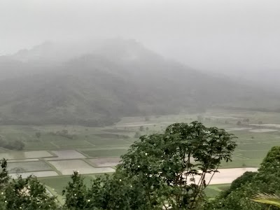 The Taro Fields