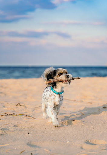 PET friendly formentera - Thumbnail