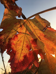 Photo n°16 de Culturiosity - Excursions guidées à Cardet (Agence de visites touristiques)