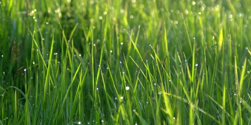 A.S.P. Srl - Agricola e Sistemi Pozzicello