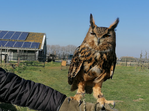 Roofvogelsenuilen - Thumbnail