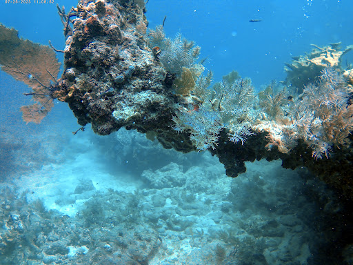 French Reef