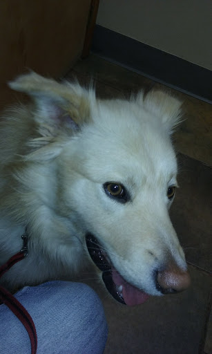 Mountain Vista Veterinary Services - Thumbnail