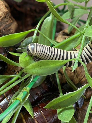 EntoScapes - Visual