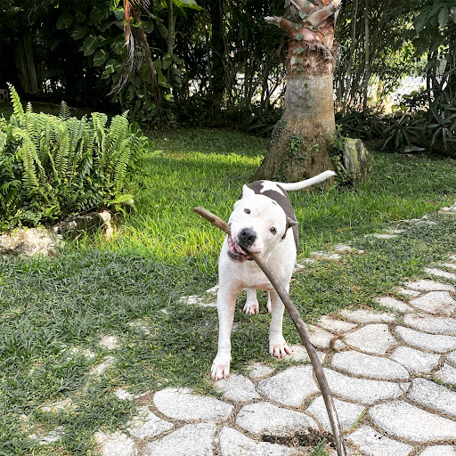 Vitanimal Clinica Veterinaria - Thumbnail