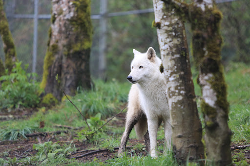 White Wolf Sanctuary - Visual
