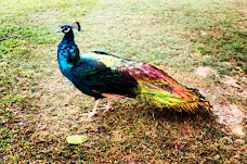 Peacocks Pen lahore