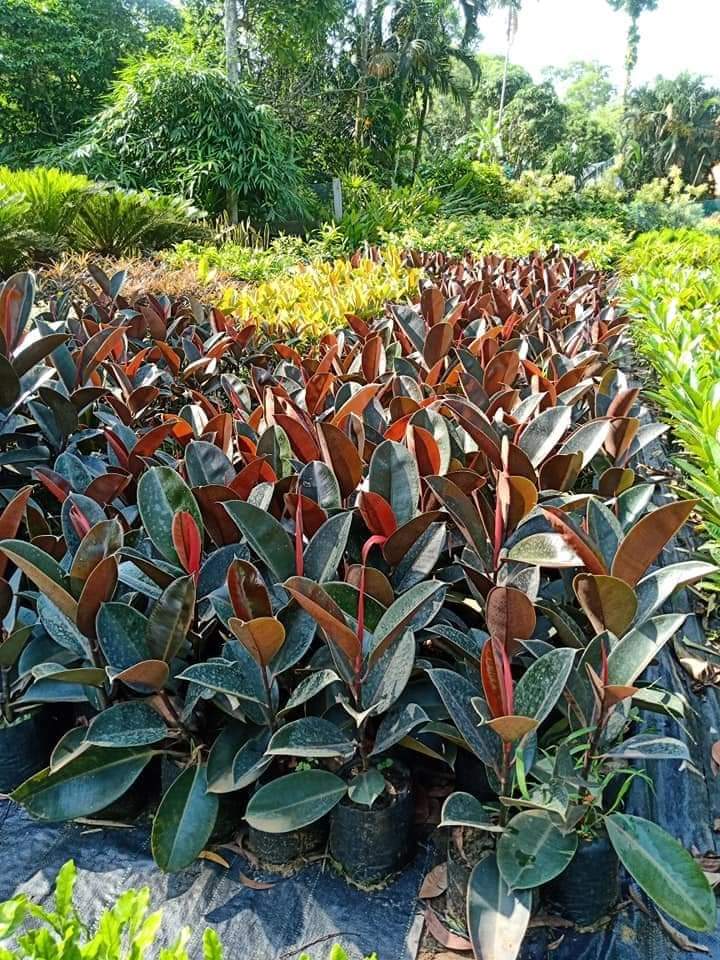 Nasami Farm Nursery Native Plant Trust