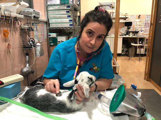 Medivet 24 Horas Los Sauces Chamberi