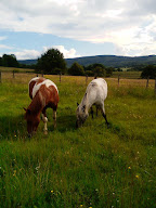 CHEVAL Pot' âgé à Bersac-sur-Rivalier