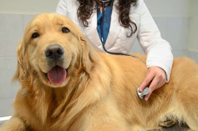 Photos of Home Veterinary Animal Hospital