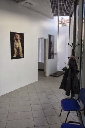 Centro Neurologico Veterinario